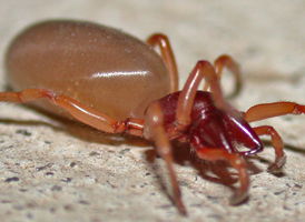 Woodlouse Hunter